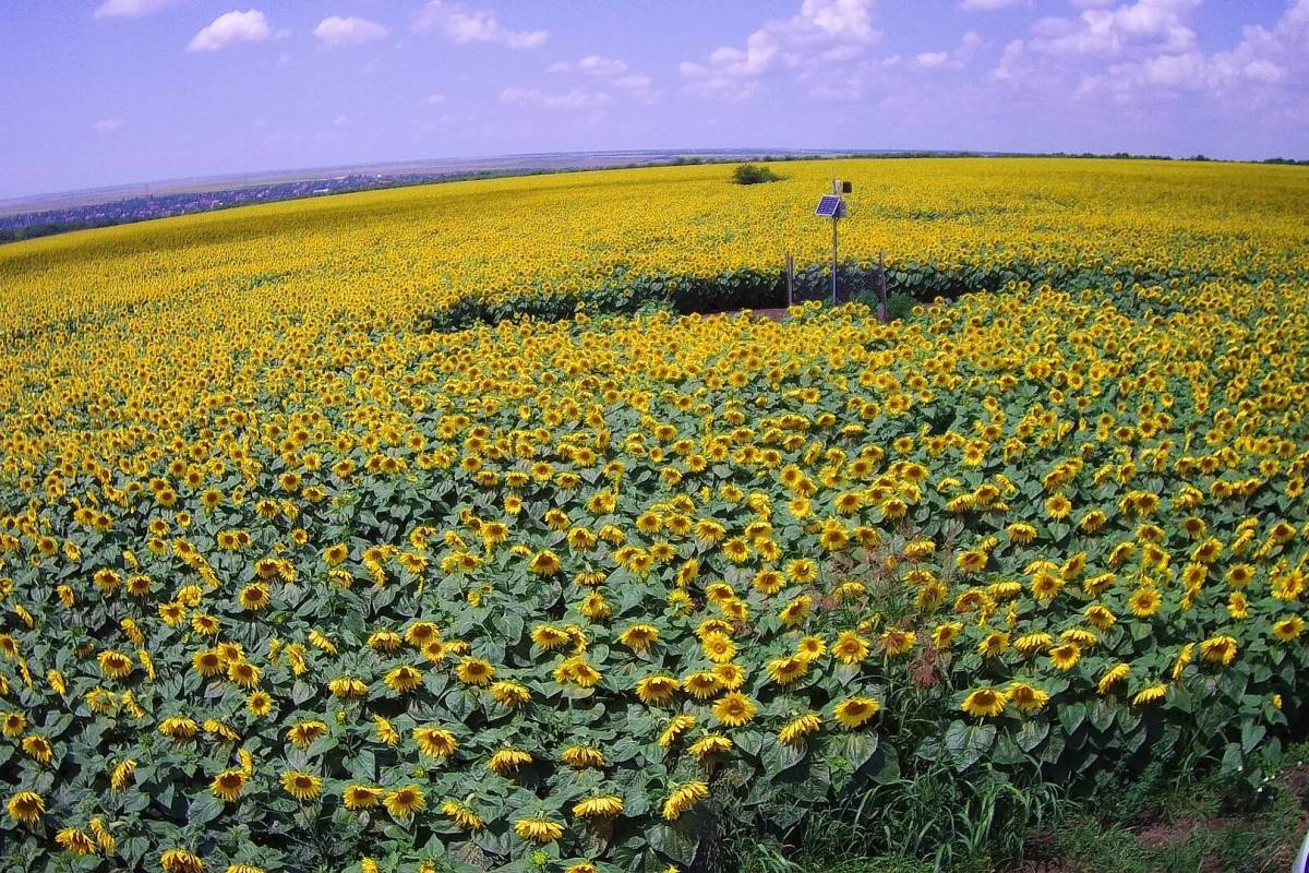 Despre agricultura de precizie |&nbsp;Vodafone